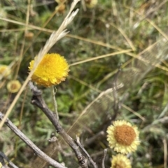 Coronidium sp. at Paddys River, ACT - 8 Mar 2021 by RAllen