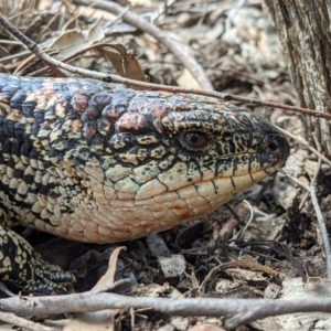 Tiliqua nigrolutea at Currawang, NSW - suppressed