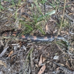 Tiliqua nigrolutea at Currawang, NSW - suppressed