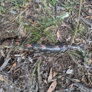 Tiliqua nigrolutea at Currawang, NSW - suppressed