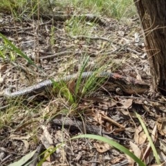 Tiliqua nigrolutea at Currawang, NSW - suppressed