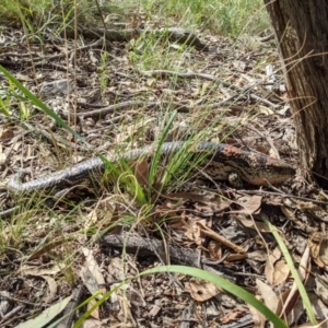 Tiliqua nigrolutea at Currawang, NSW - suppressed