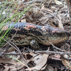 Tiliqua nigrolutea at Currawang, NSW - suppressed