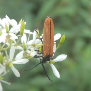 Porrostoma rhipidium at Conder, ACT - 4 Jan 2021