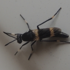 Agapophytus albobasalis at Conder, ACT - 5 Jan 2021