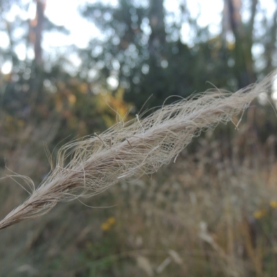 Dichelachne sp. (Plume Grasses) at Namadgi National Park - 1 Mar 2021 by MichaelBedingfield