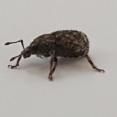 Mandalotus sp. (genus) (Unidentified Mandalotus weevil) at Lyneham, ACT - 10 Mar 2021 by trevorpreston