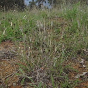 Dichanthium sericeum at Michelago, NSW - 25 Nov 2017