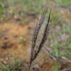 Dichanthium sericeum at Michelago, NSW - 25 Nov 2017