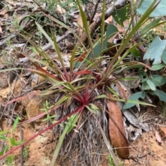 Stylidium sp. (Trigger Plant) at Cotter River, ACT - 10 Mar 2021 by clamb33