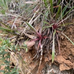 Stylidium sp. at Cotter River, ACT - 10 Mar 2021