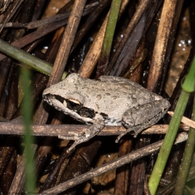 Litoria latopalmata (Broad-palmed Tree-frog) at Woodstock Nature Reserve - 10 Mar 2021 by Roger