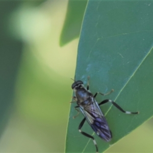 Exaireta spinigera at Cook, ACT - 9 Mar 2021 10:27 AM