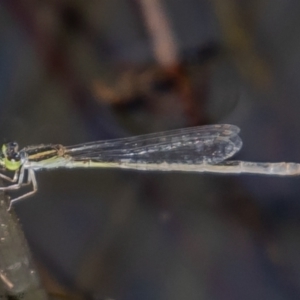 Ischnura aurora at Holt, ACT - 10 Mar 2021