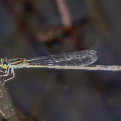 Ischnura aurora (Aurora Bluetail) at Holt, ACT - 10 Mar 2021 by Roger