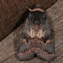 Proteuxoa cinereicollis (A noctuid or owlet moth) at Melba, ACT - 7 Mar 2021 by kasiaaus