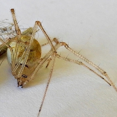 Theridiidae (family) at Crooked Corner, NSW - 10 Mar 2021 by Milly