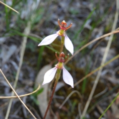 Eriochilus cucullatus (Parson's Bands) at Kambah, ACT - 7 Mar 2021 by MatthewFrawley