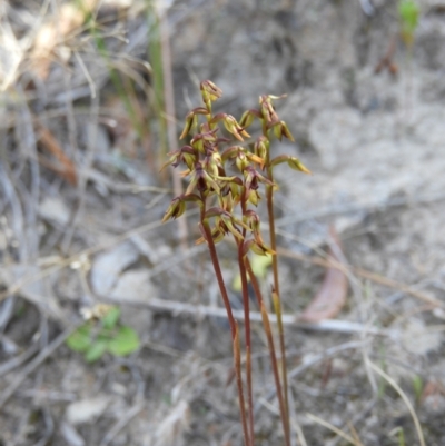 Corunastylis clivicola (Rufous midge orchid) at Kambah, ACT - 7 Mar 2021 by MatthewFrawley