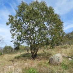 Eucalyptus blakelyi (Blakely's Red Gum) at Torrens, ACT - 7 Mar 2021 by MatthewFrawley