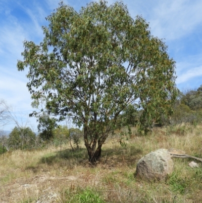 Eucalyptus blakelyi (Blakely's Red Gum) at Torrens, ACT - 7 Mar 2021 by MatthewFrawley