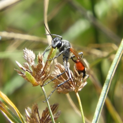 Podalonia tydei (Caterpillar-hunter wasp) at Kambah, ACT - 7 Mar 2021 by MatthewFrawley