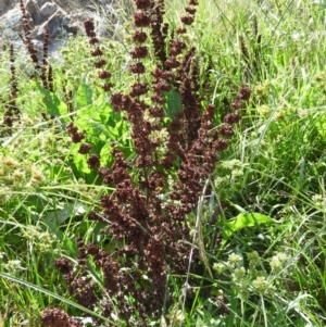 Rumex crispus at Kambah, ACT - 7 Mar 2021