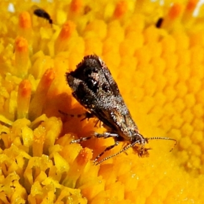 Tebenna micalis (Small Thistle Moth) at Crooked Corner, NSW - 10 Mar 2021 by Milly