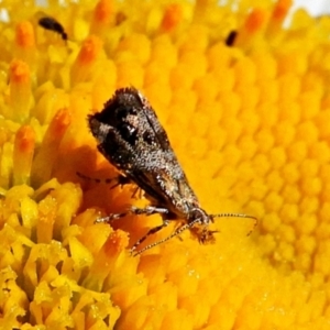 Tebenna micalis at Crooked Corner, NSW - 10 Mar 2021