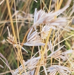 Themeda triandra (Kangaroo Grass) at Downer, ACT - 10 Mar 2021 by tpreston