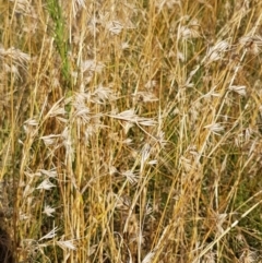 Themeda triandra at Downer, ACT - 10 Mar 2021