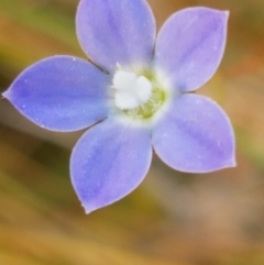 Wahlenbergia multicaulis (Tadgell's Bluebell) at Yarramundi Grassland
 - 10 Mar 2021 by trevorpreston