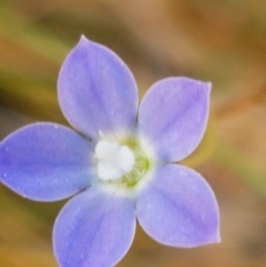 Wahlenbergia multicaulis at Downer, ACT - 10 Mar 2021