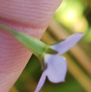 Wahlenbergia multicaulis at Downer, ACT - 10 Mar 2021