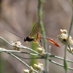 Heteropelma scaposum at Cook, ACT - 9 Mar 2021 10:40 AM