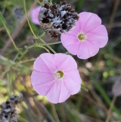 Convolvulus angustissimus subsp. angustissimus (Australian Bindweed) at Yarramundi Grassland
 - 10 Mar 2021 by trevorpreston