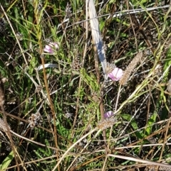 Convolvulus angustissimus subsp. angustissimus at Downer, ACT - 10 Mar 2021