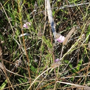 Convolvulus angustissimus subsp. angustissimus at Downer, ACT - 10 Mar 2021