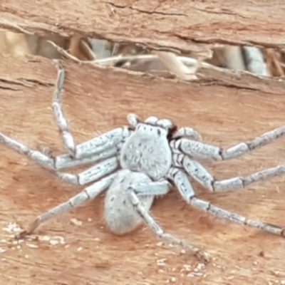Isopeda canberrana (Canberra Huntsman Spider) at Downer, ACT - 10 Mar 2021 by trevorpreston