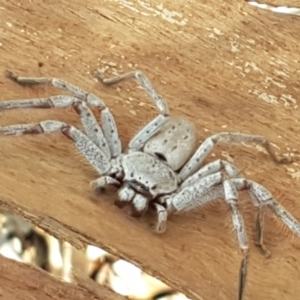 Isopeda canberrana at Yarramundi Grassland
 - 10 Mar 2021