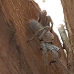 Isopeda canberrana at Yarramundi Grassland
 - 10 Mar 2021