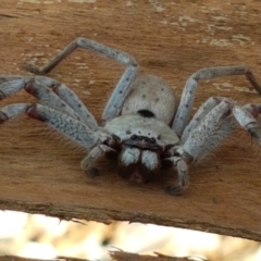 Isopeda canberrana at Yarramundi Grassland
 - 10 Mar 2021