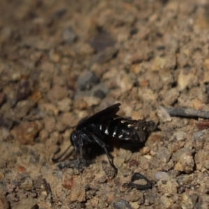 Crabroninae (subfamily) at Cook, ACT - 9 Mar 2021