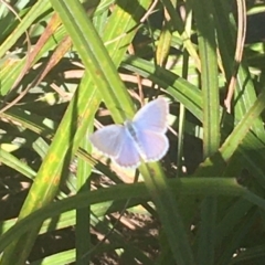 Zizina otis (Common Grass-Blue) at Kosciuszko National Park - 6 Mar 2021 by Ned_Johnston