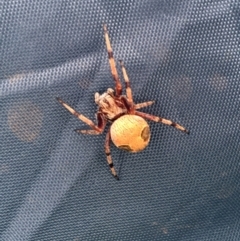 Araneus sp. (genus) (Orb weaver) at Kosciuszko National Park - 7 Mar 2021 by Ned_Johnston