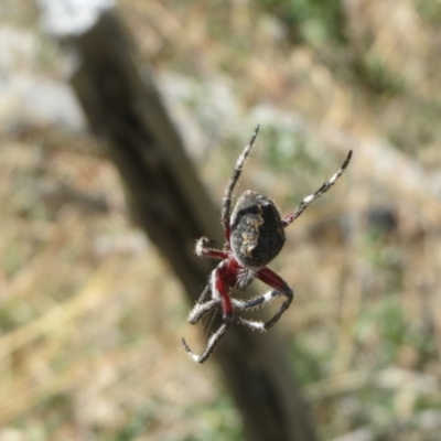 Araneinae (subfamily) (Orb weaver) at Hawker, ACT - 10 Mar 2021 by sangio7