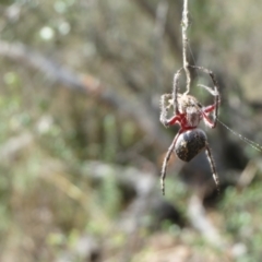 Araneinae (subfamily) at Hawker, ACT - 10 Mar 2021