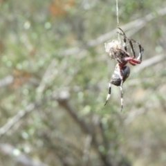 Araneinae (subfamily) at Hawker, ACT - 10 Mar 2021