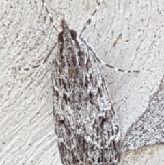 Scoparia favilliferella (A Pyralid moth) at Downer, ACT - 10 Mar 2021 by tpreston