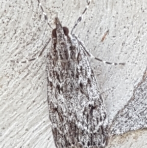 Scoparia favilliferella at Downer, ACT - 10 Mar 2021